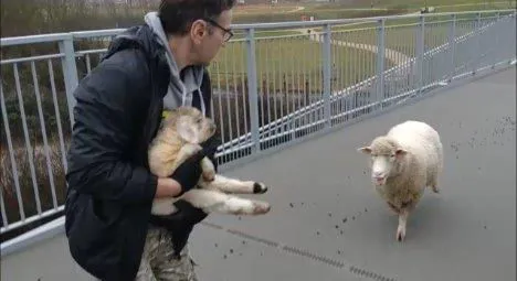 Ewe and lamb rescue A27 Chichester, 2024