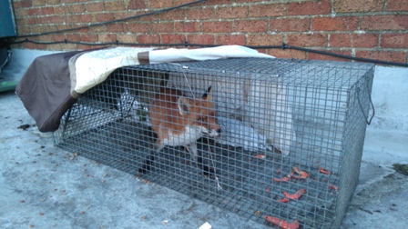 fox on rooftop caught