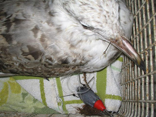 gull fishing hook and line