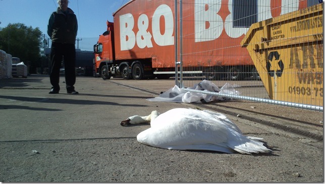 swan-dead-powerlines-bognor