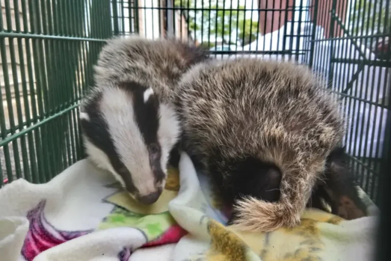 West Sussex Wildlife Protection badgers rescue