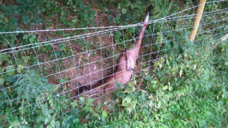 Deer caught on a fence in Chanctonbury