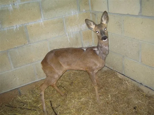 Deer