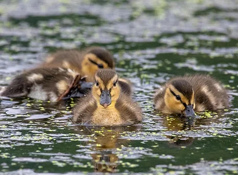 Ducklings