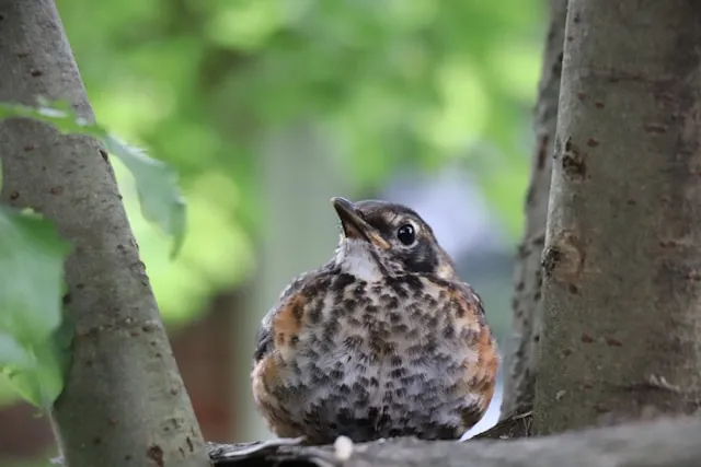 Birds & Fledglings