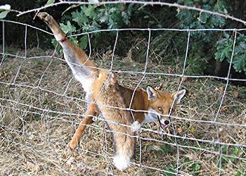 Fox caught in barbed wire rescue West Sussex