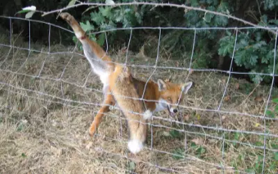 Fox caught of wire fence - wildlife rescue