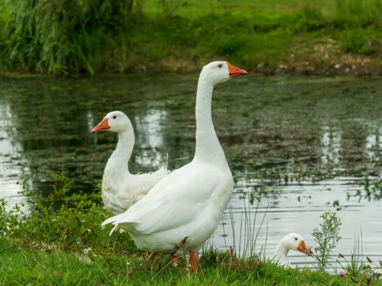 Geese Wildlife