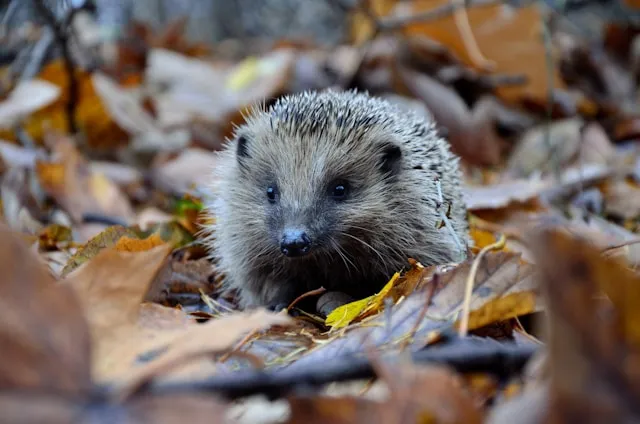 Hedgehogs