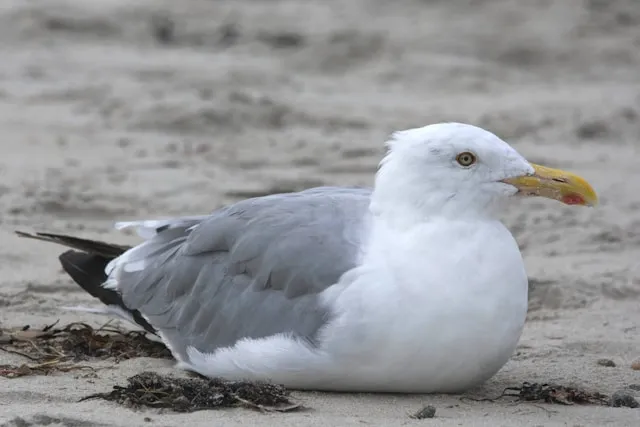 Herring Gulls