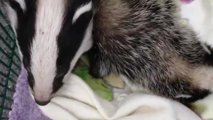 Portsmouth Rescued Badger Cubs