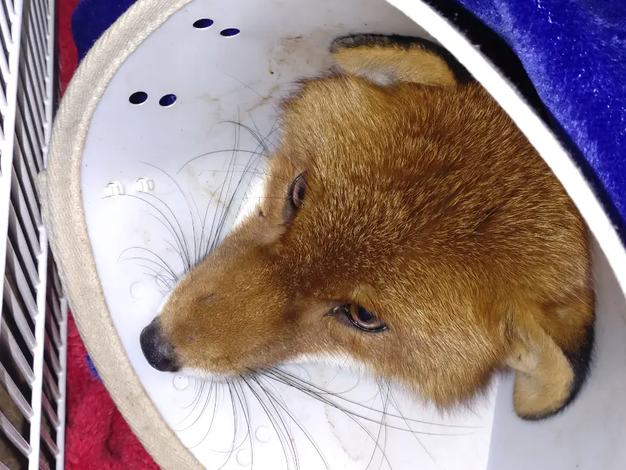 Rescued fox rehabilitation