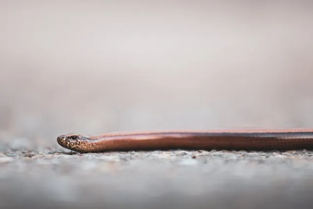 Slow worms rescue West Sussex