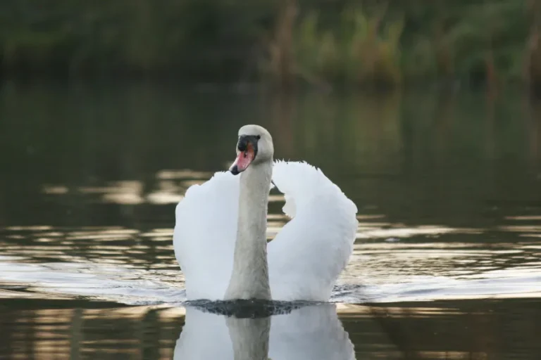 Swans in the UK wildlife