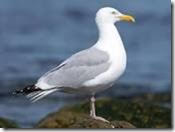 Herring Gulls