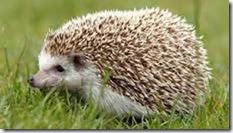 Hedgehogs