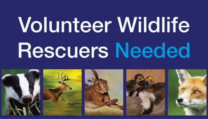 Volunteer Wildlife Rescuers Needed in West Sussex