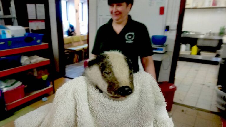 West Sussex Badger Cub rescued