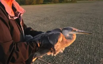 Wildlife rescue release in West Sussex